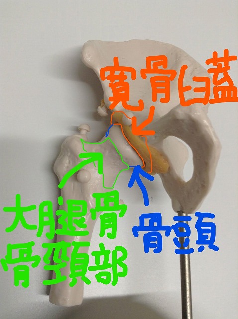 hip-joint-front